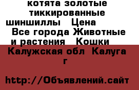 котята золотые тиккированные шиншиллы › Цена ­ 8 000 - Все города Животные и растения » Кошки   . Калужская обл.,Калуга г.